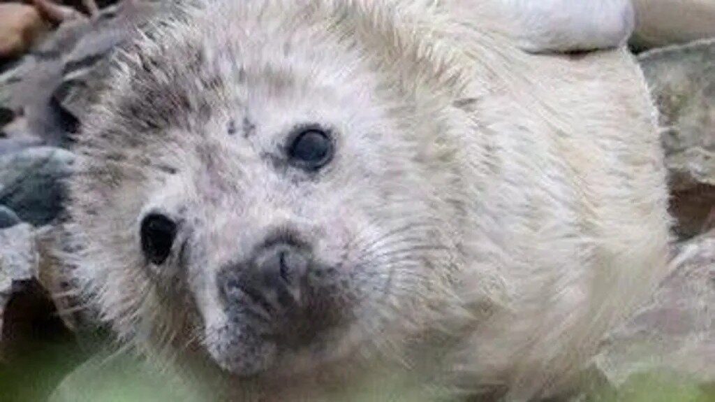 Animal Charity Encounters 'Challenges' in Caring for Seal Pups