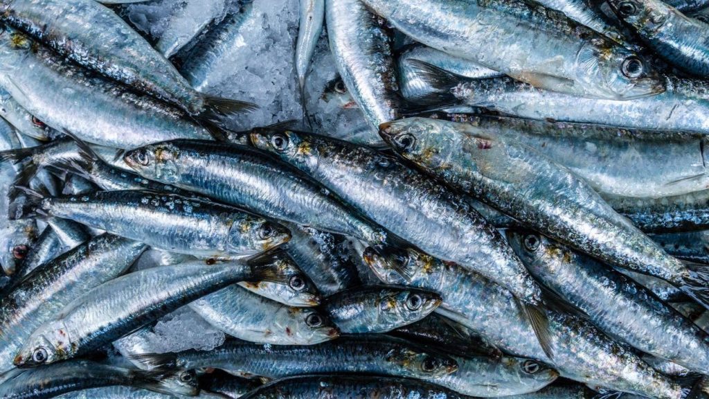 Sardine Diet: Is It Healthy for Weight Loss?