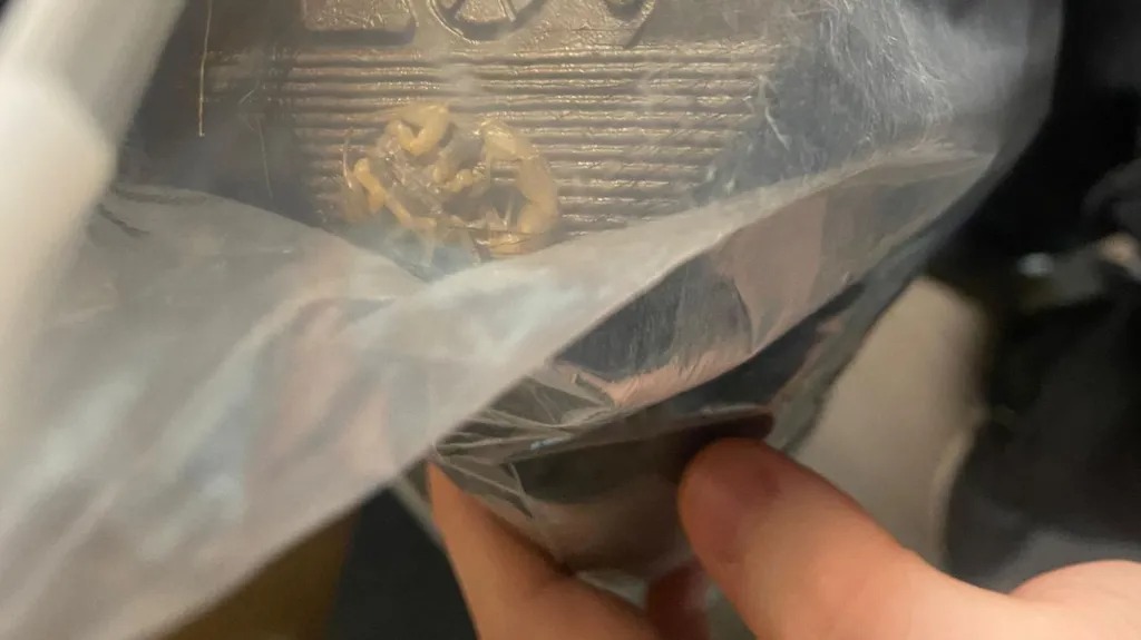 Student Discovers Scorpion Inside Shein Package