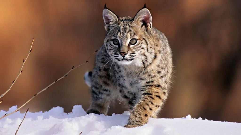 Bird Flu Claims Lives of 20 Big Cats at US Animal Sanctuary