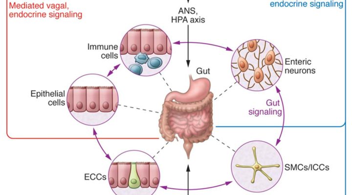 Dr. Jane Smith: The gut-brain connection